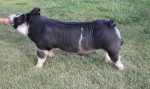 2015 PORQUE Award winner for superior meat quality​
•​​2015 Super Sire for growth and production
•THE boar for Width and Power
•Neon Cowboy offers power from end to end, in a sound, super stout made package.
•His massive top, and deep, thick hams balance out his wide open rib cage and deep, center body.
•Use Neon Cowboy to make show ring quality barrows and gilts that are extremely sound with meat quality and growt