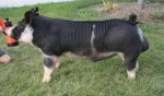 Sire: Neon Cowboy

Dam’s Sire: Hostile Takeover

DOB: 2/12/15

Registration: 129361006

Sold: Thanks to Ray Tekippe.

SQUARE * CORRECT * BALANCE

This is a really good boar. He is tall-fronted with a huge rib cage and top. He is correctly designed on a square and wide base. This guy has tremendous reach and flexibility on all four. We appreciate how he balances with his frame size and power. He has tremendous sow lines on both sides of his pedigree–Tyler Knight’s foundation female and Knobloch’s foundation female. Neon Cowboy and Hostile Takeover have been tested for meat quality