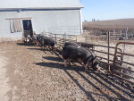 Pic 6 of 6 - 4 gilts from the keeper pen being introduced to a boar - 6 are littermates to my 2021 progeny pen