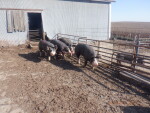 Pic 5 of 6 - 4 gilts from the keeper pen being introduced to a boar - 6 are littermates to my 2021 progeny pen