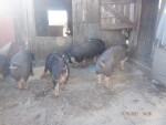 Pic 3 of 6 - 4 gilts from the keeper pen being introduced to a boar - 6 are littermates to my 2021 progeny pen