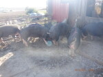 Pic 2 of 6 - 4 gilts from the keeper pen being introduced to a boar - 6 are littermates to my 2021 progeny pen