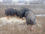 pic 5 of 5 - 85-3 boar , FKB0 TANGO ECHO XRAY has bred the 7 litter mate gilts . His Sire was second in 2021 progency test for performance. These gilts are littermates to our PRIME Pork Index winning group of 8.