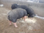 pic 4 of 5 - 85-3 boar , FKB0 TANGO ECHO XRAY has bred the 7 litter mate gilts . His Sire was second in 2021 progency test for performance. These gilts are littermates to our PRIME Pork Index winning group of 8.