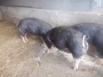 pic 2 of 5 - 85-3 boar , FKB0 TANGO ECHO XRAY has bred the 7 litter mate gilts . His Sire was second in 2021 progeny test for performance. These gilts are littermates to our PRIME Pork Index winning group of 8.