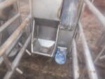 picture 1 of 5 - 24 Stainless steel crates - $300 each. they have not been around hogs for at least 15 years.  They had been feeding bottle calves as that is what the black holder is.