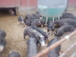 random picture of January 2022 pigs