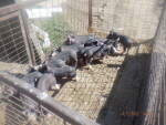 Weaned 13 pigs of 14 born live.   Weaning at is 150 pounds .