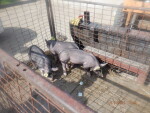 5 feeder pigs headed to Colo , Iowa