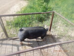 boar piglet headed to Manchester Iowa