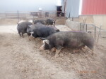 7 sows were AI bred on Feb 5th when the wind chill was below zero.  Today we penned up 7 bred sows.