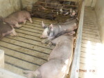 For Sale  - Litter 25   boars -- Born March 9 , 2022.  This was a litter of 9 .  Mother was a littermate to the 2020 progeny pen with indexes of 110+.  Truly high meat quality  here .  Her sire was  MAP7 Old School 9-4.  He was AA on the PKRAG, Cast  249 & cast 638.  The PKRAG is AA on the sire  Sire 85-3 whose sire  FKB9 "Tango" Echo X-Ray 62-11, also placed second in Performance